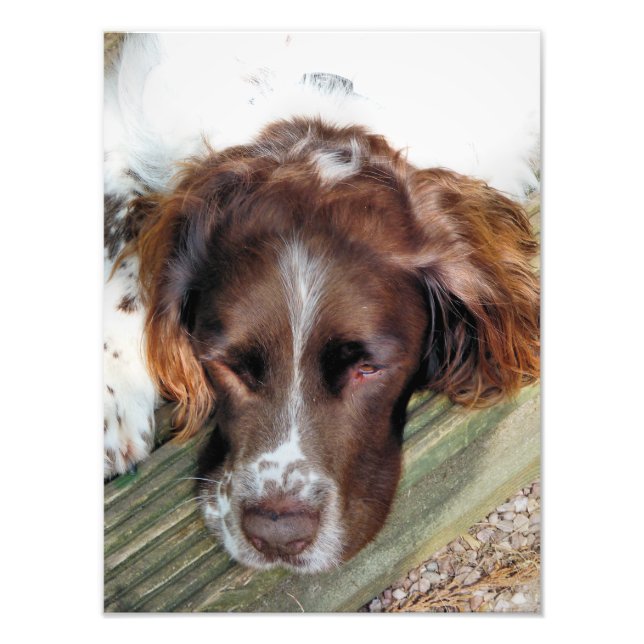 ENGLISH SPRINGER SPANIEL PHOTO PRINT (Front)