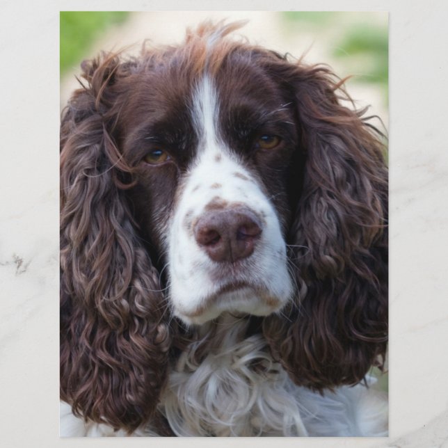 english springer spaniel.png (Front)