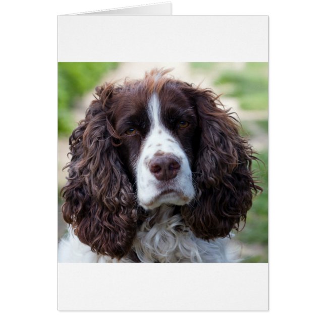 english springer spaniel.png (Front)