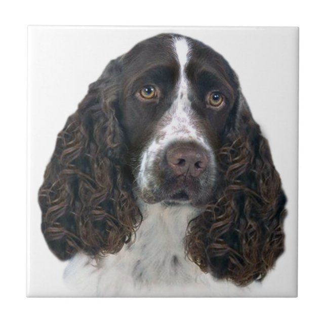 English springer spaniel Portrait Tiles (Front)