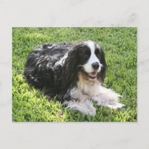 English Springer Spaniel — Postcard