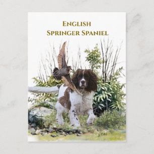 English Springer Spaniel Postcard