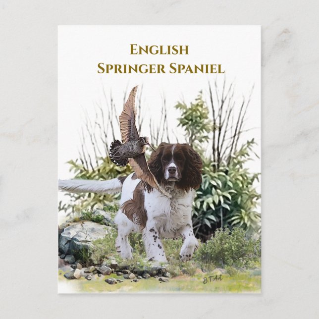  English Springer Spaniel  Postcard (Front)