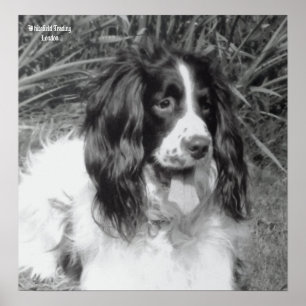 English Springer Spaniel Poster