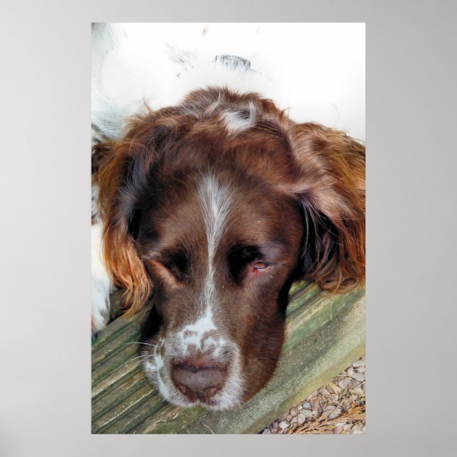 ENGLISH SPRINGER SPANIEL POSTER (Front)