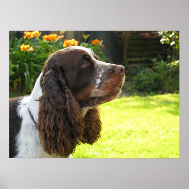 English Springer Spaniel Poster (Front)