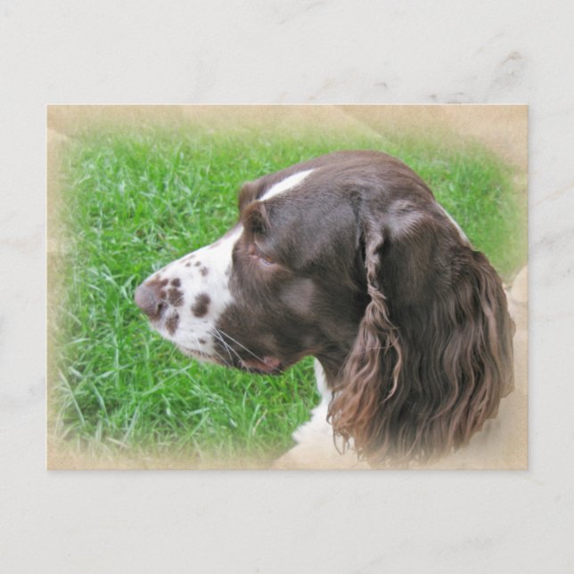 English Springer Spaniel Profile Postcards (Front)
