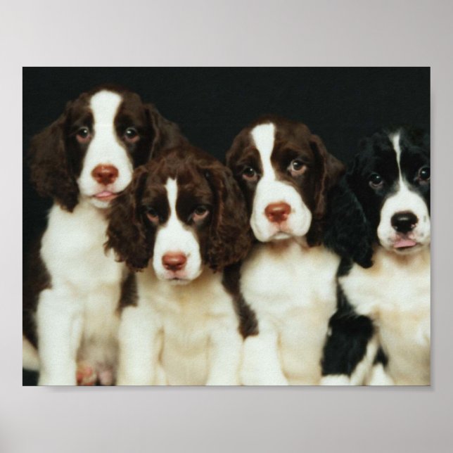 English Springer Spaniel Puppies (2) Poster (Front)
