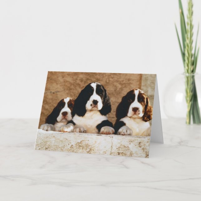 English Springer Spaniel Puppies Card (Front)