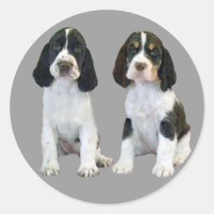 English Springer Spaniel Puppies Sticker