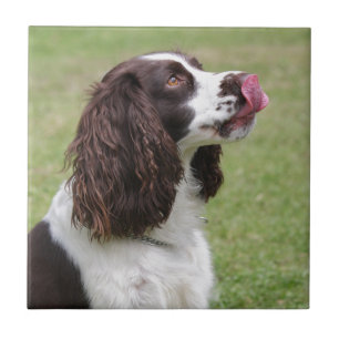 English Springer Spaniel Sitting Tile