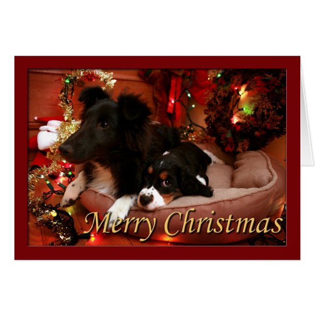 English Springer Spaniel, Springer Spaniel, Spanie (Front Horizontal)