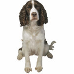 English Springer Spaniel Standing Photo Sculpture<br><div class="desc">This photo sculpture is of a beautiful English Springer Spaniel. You can customize this design and order it in a variety of sizes. This English Springer Spaniel design is also available as shaped,  cut-out magnets,  ornaments,  pins and even keychains.</div>