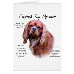 English Toy Spaniel (rubis) Histoire Design