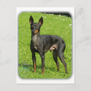 English Toy Terrier 9R78D-77 Postcard