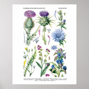 English Wildflower Botanical Art no. 11 Poster