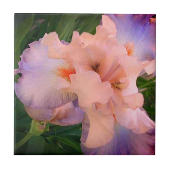 Enhanced Peach & Purple Iris Tile (Front)