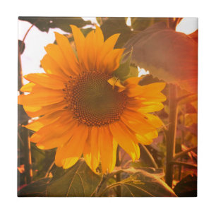 Enhanced Sunflower Tile