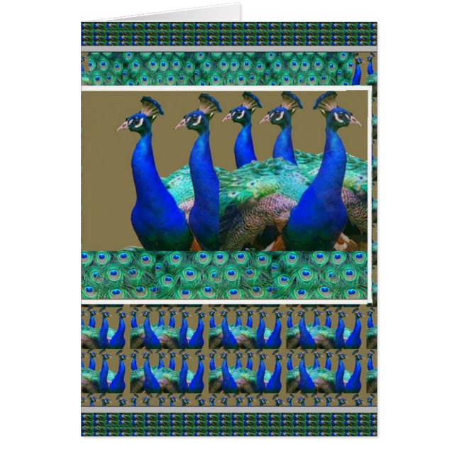 Enjoy:  PEaCOCK n Feathers Art Graphics (Front)