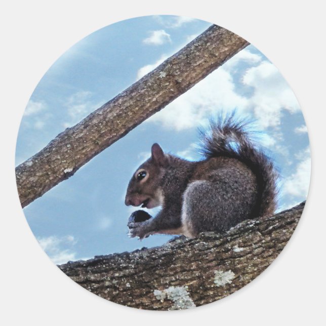 Enjoying a Nut Classic Round Sticker (Front)