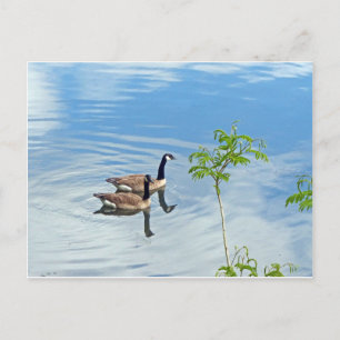 Enjoying a Swim Postcard