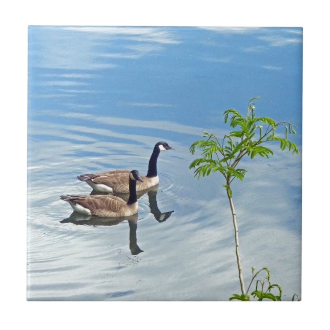 Enjoying a Swim Tile (Front)