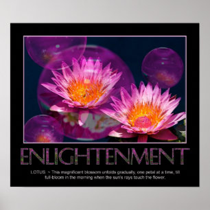 Enlightenment Poster - Waterlily - Lotus