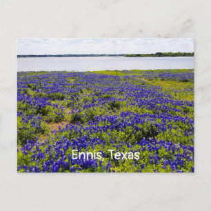 Ennis Bluebonnets by Lake Bardwell Postcard