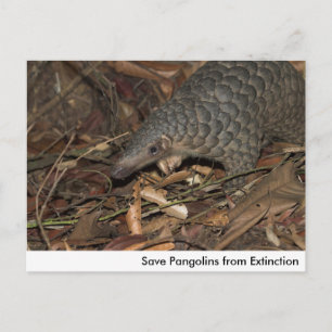 Enregistrer les pangolins de la carte postale d'ex