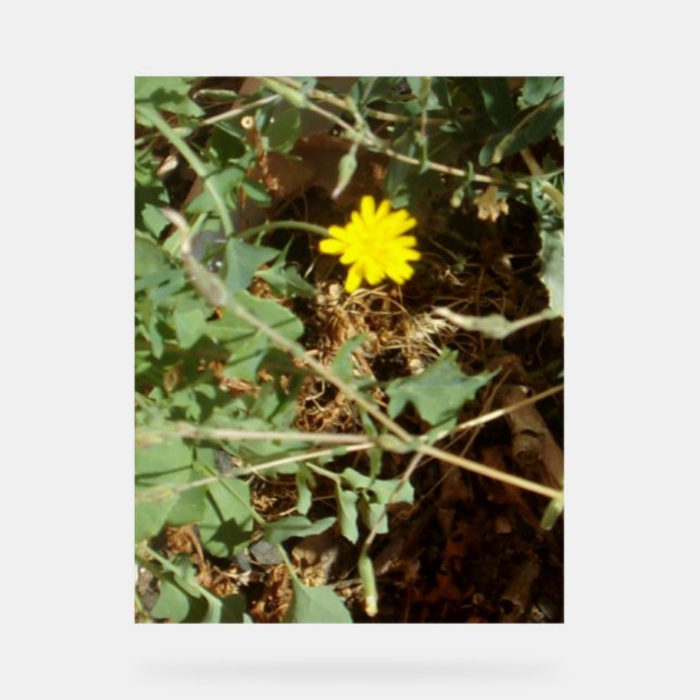 Enseigne en acrylique  (Recto)