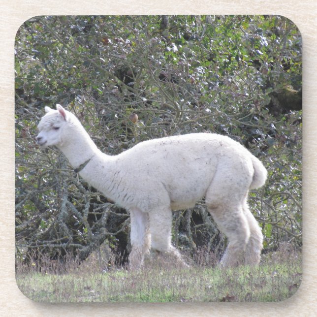 Ensemble de dessous de verre - Alpaca blanc (Devant)