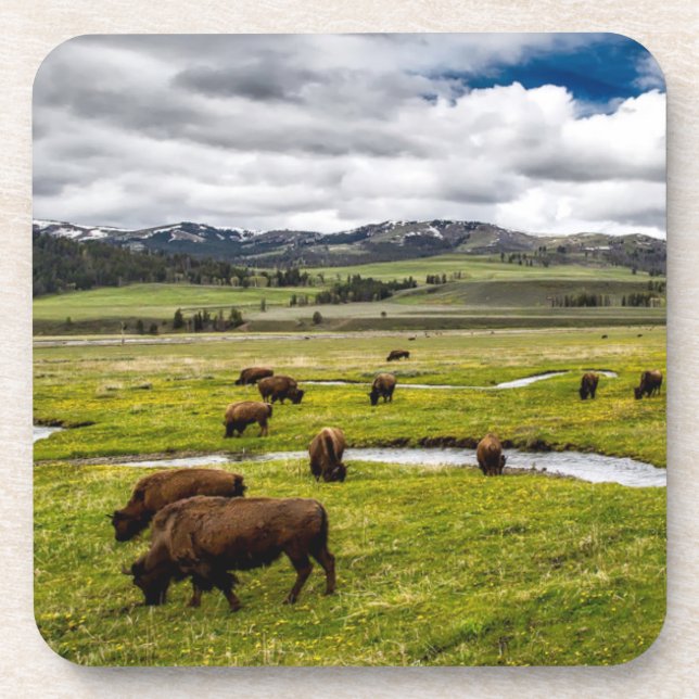Ensemble de Dessous de verre de Buffalo de Yellows (Devant)