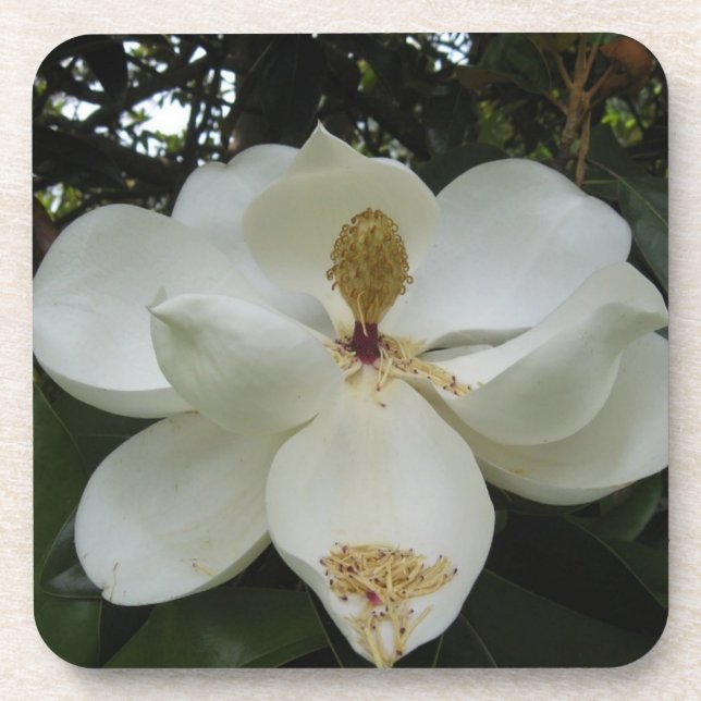 Ensemble de dessous de verre de fleur de magnolia (Devant)