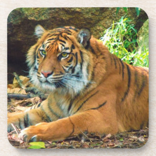 Ensemble de Dessous de verre de sagesse tigre