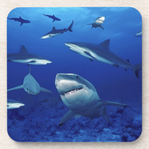Ensemble de Dessous de verre requins