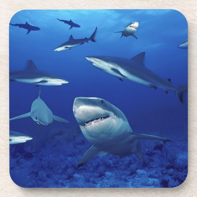Ensemble de Dessous de verre requins (Devant)