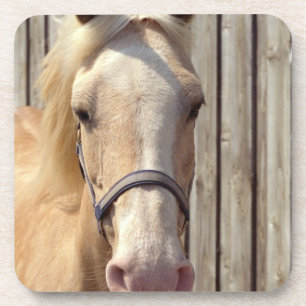 Ensemble de poney de palomino de dessous de verre