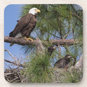 Ensemble des dessous de verre E10 et E11