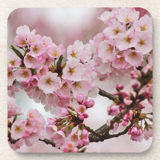 Ensemble rose de dessous de verre de fleurs de (Devant)