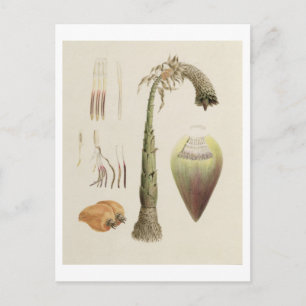 Ensete No. 10, formerly attributed to James Bruce Postcard