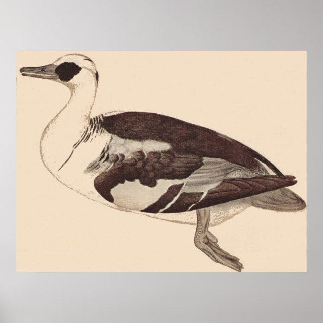 Ente - Pisanello - c1450 Poster (Front)