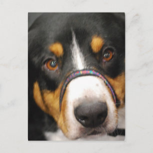 Entlebucher Mountain Dog Postcard