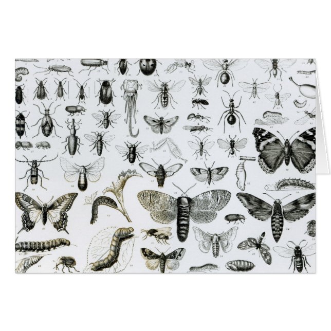 Entomology (Front Horizontal)