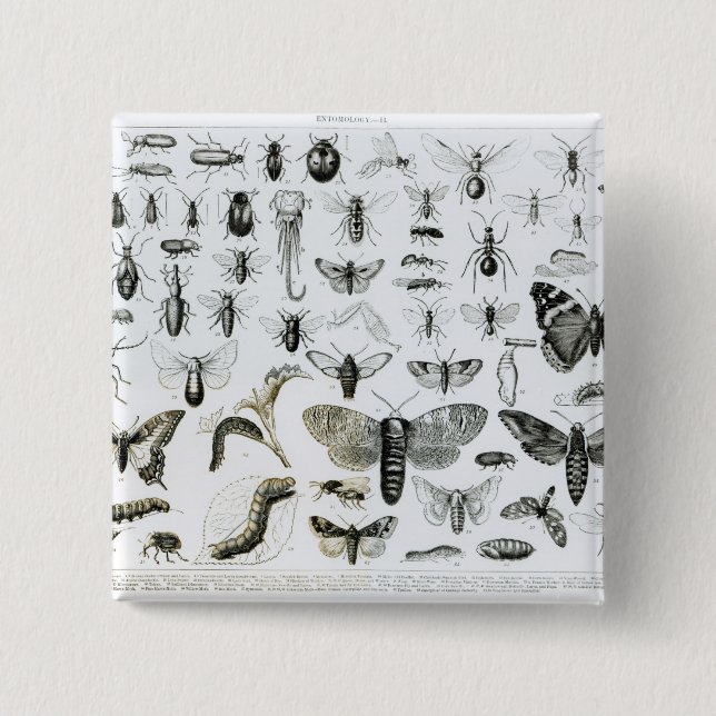 Entomology 2 Inch Square Button (Front)