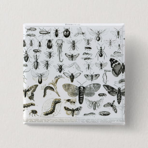 Entomology 2 Inch Square Button