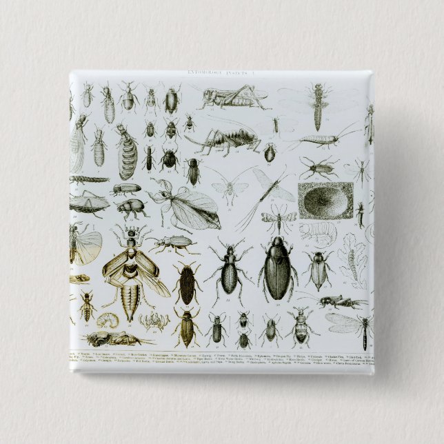 Entomology Insects 2 Inch Square Button (Front)