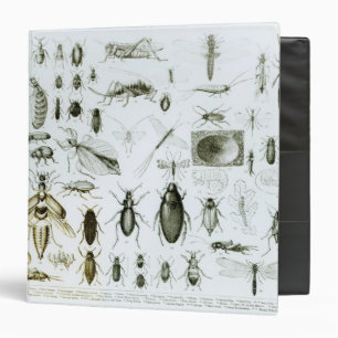 Entomology Insects Binder
