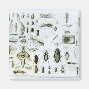 Entomology Insects Magnet