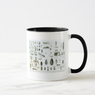 Entomology Insects Mug