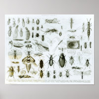 Entomology Insects